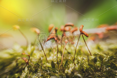 小苔宏