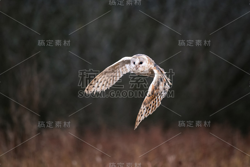 飞行中的小猫头鹰(Tieto Alba)