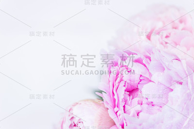 一束粉白相间的新鲜牡丹