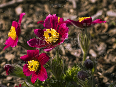 很漂亮的白藜芦醇