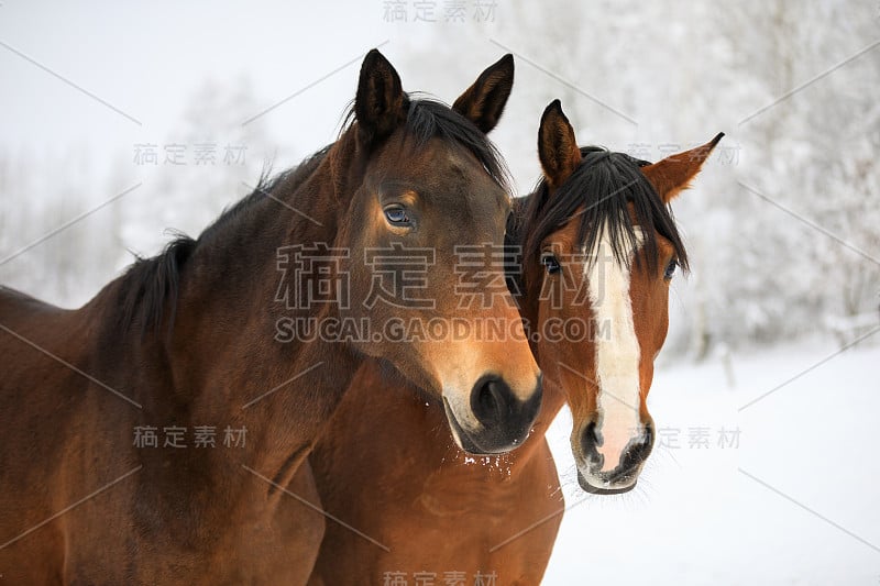 两匹马在雪白的草地上