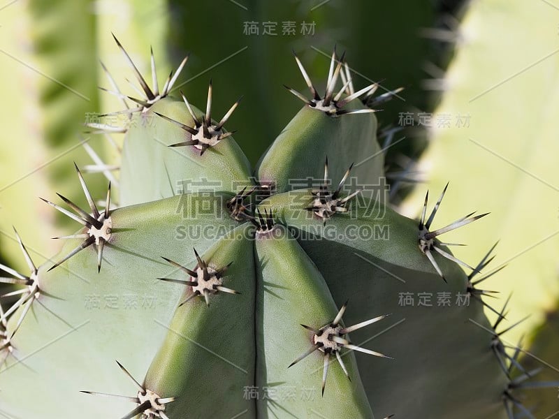 沙漠中的天然仙人掌