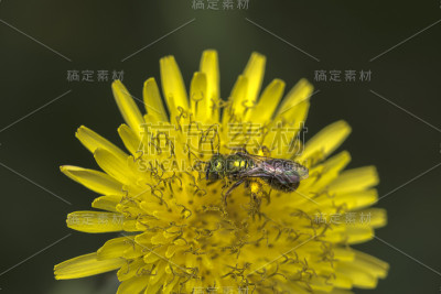 Agapostemon汗蜂为黄花授粉