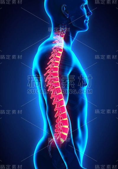 人类脊柱解剖