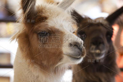 火焰