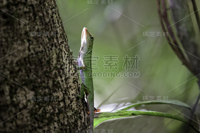 哥斯达黎加的Anole。