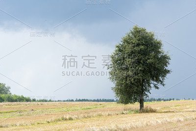 独自绿色树