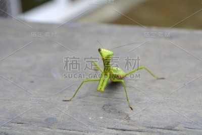 一只眼/瞎螳螂