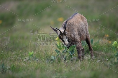 查莫瓦（鲁皮卡普拉鲁皮卡普拉）沃斯盖斯山，法国格姆森沃格森