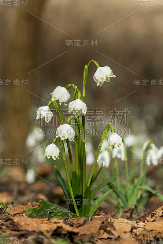 春季雪花，石蒜科多年生球茎开花植物，单朵白色花，花被片顶端有黄色或绿色标记。天门冬、石蒜科、石蒜科