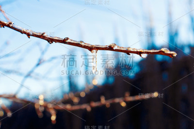 树枝上的冰柱映衬着蓝天