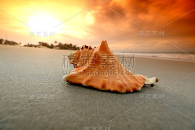 壳牌