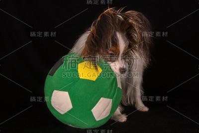 漂亮的狗大陆玩具猎犬蝶耳犬与一个足球在黑色的背景