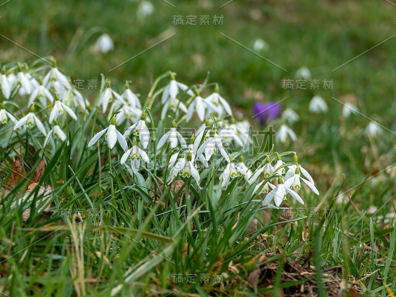 普通的雪花莲(雪花莲)