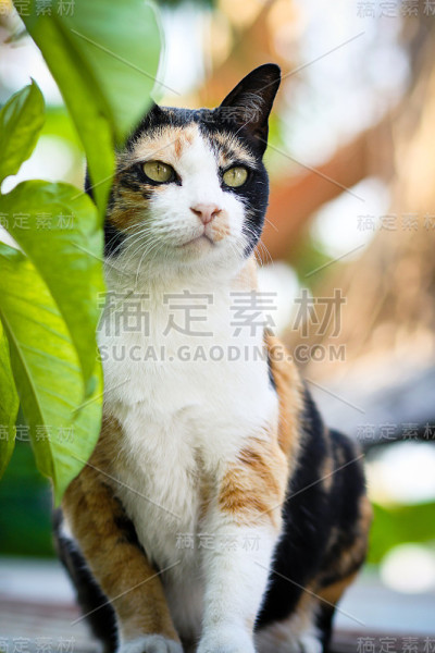 猫