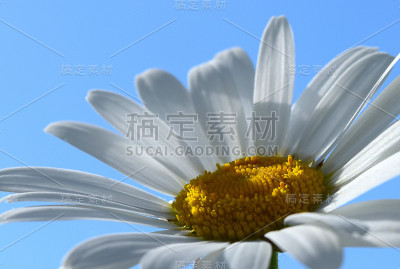 花朵特写