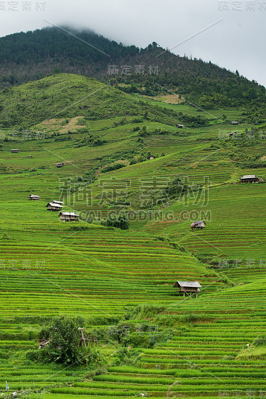 美丽的风景，绿色梯田在木仓柴