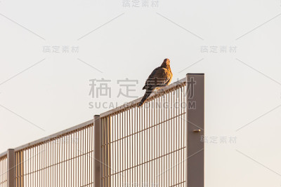 斑鸠坐在篱笆上