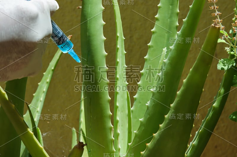 在印度的农业活动中，一种芦荟植物的茎正在被注射营养补充剂，以健康和无疾病的生长。