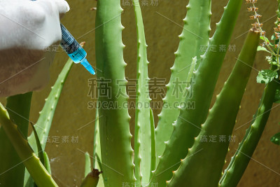 在印度的农业活动中，一种芦荟植物的茎正在被注射营养补充剂，以健康和无疾病的生长。