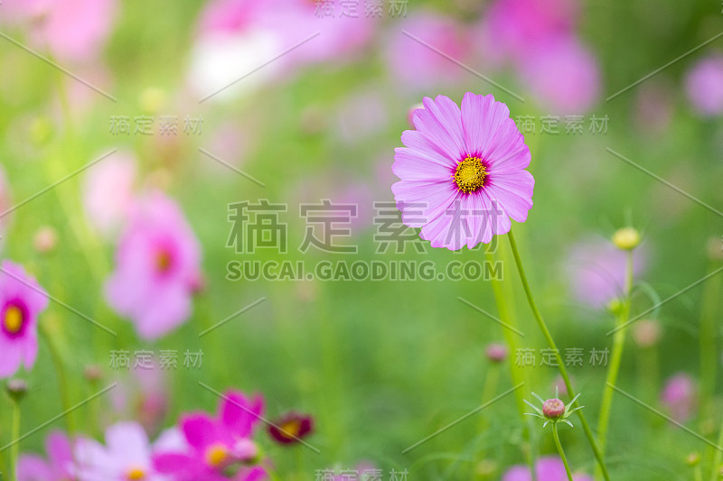 花园中的宇宙花(Cosmos Bipinnatus)