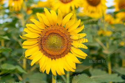 太阳花田红红火火
