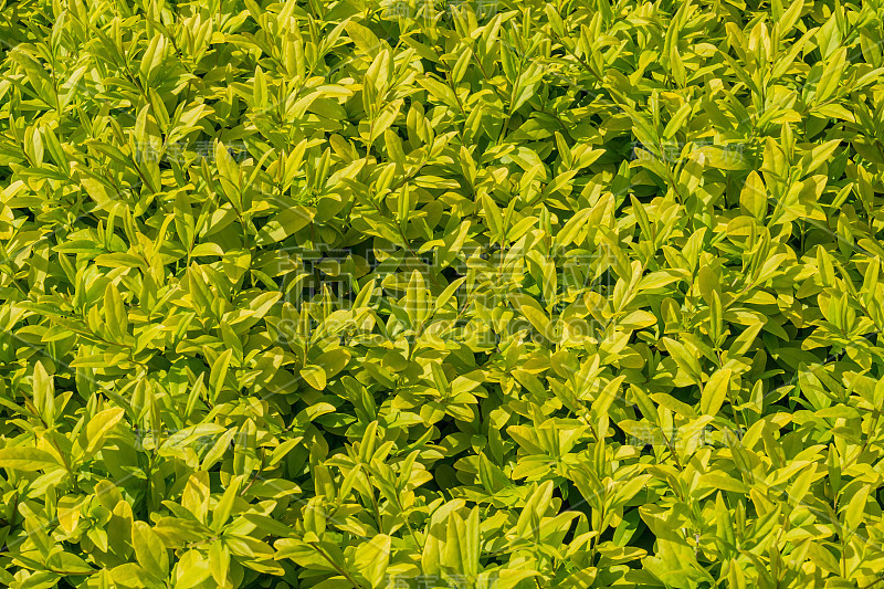 植物的特写镜头
