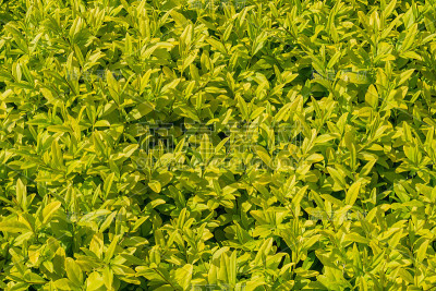 植物的特写镜头