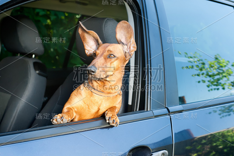 从车窗往外看的狗