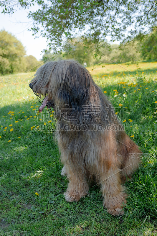 一只红色的牧羊犬，荆棘正在春天的草地上玩耍。