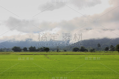 绿色的稻田