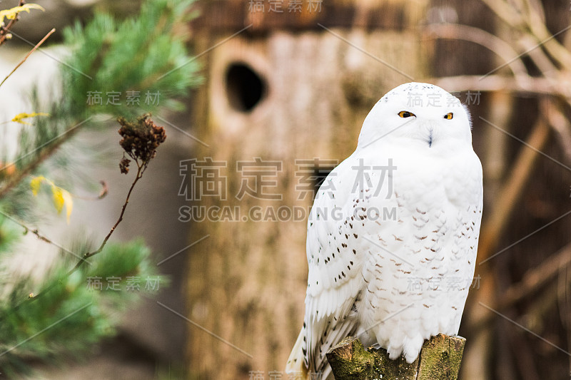 春天，雪鸮栖息在树枝上