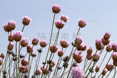 Armeria macrophylla花