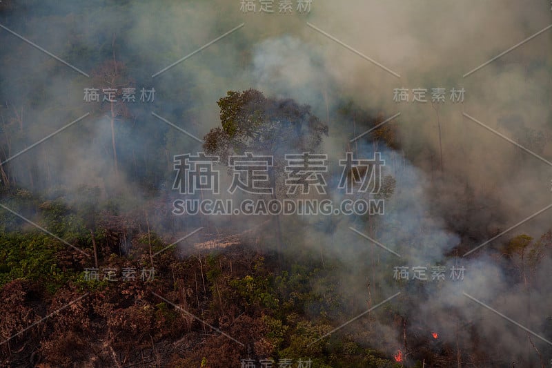 贾曼西姆国家森林内最近被烧毁和砍伐的地区。亚马逊雨林- Pará /巴西