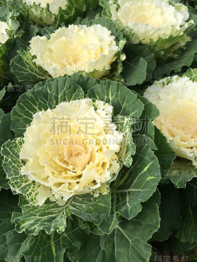 芸苔属植物Oleracea