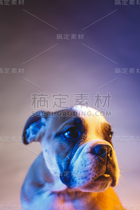 可爱的牛头犬小狗为相机摆姿势