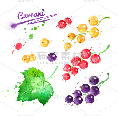 红醋栗的水彩插图
