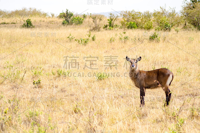 位于肯尼亚西北部马拉萨凡纳的水鹿公园