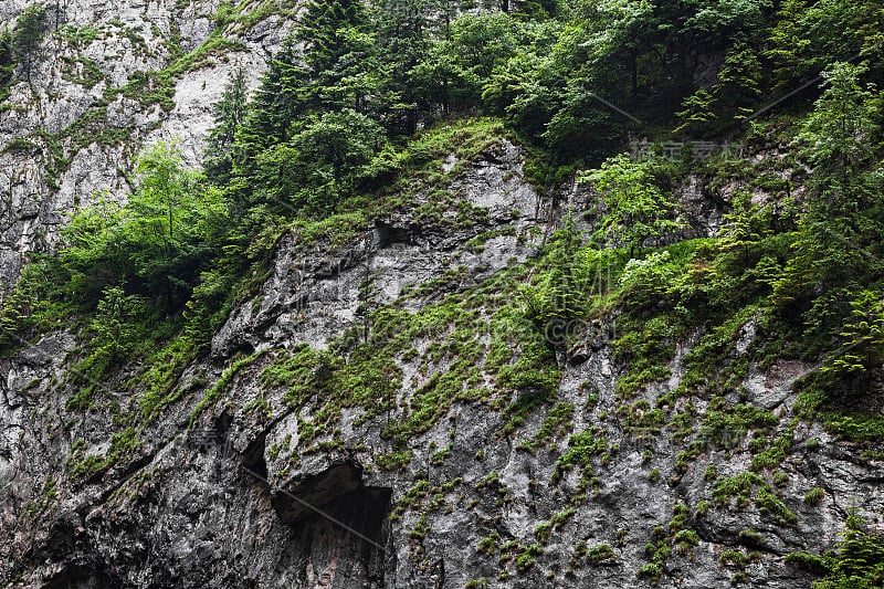 山景，石崖与树木和草在比卡斯峡谷在喀尔巴阡，罗马尼亚，野生自然景观