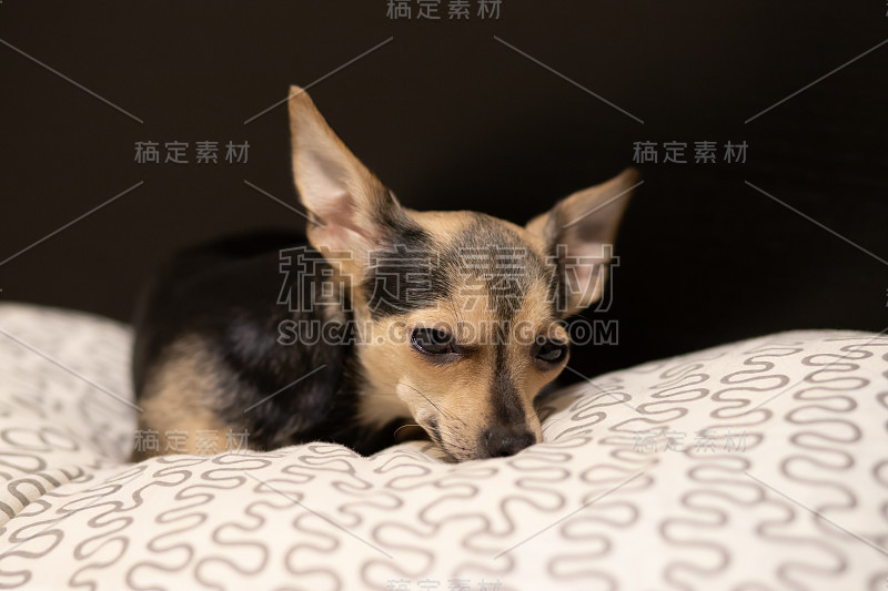 狗玩具小猎犬累了，想睡觉