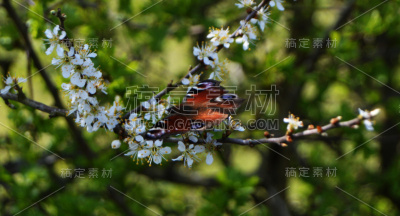 孔雀蝶开花