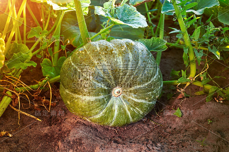 自家种植的有机南瓜在蔬菜园里。菜园子里绿色多汁的南瓜正在成熟