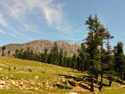 森林和山