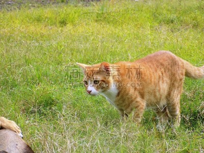 猫´S情感