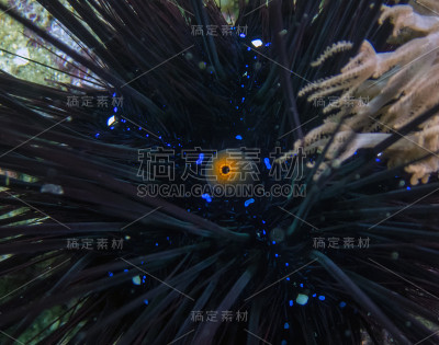 长刺海胆