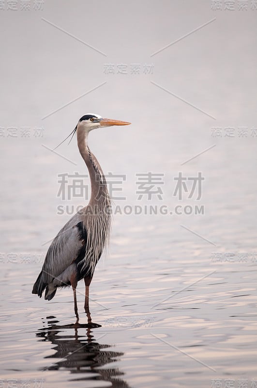 大蓝鹭Ardea herodias