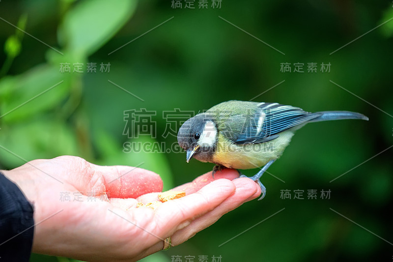 山雀吃从手上