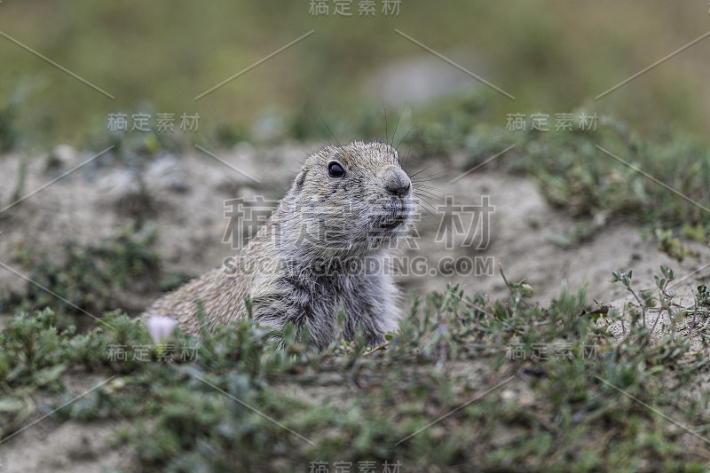 黑尾草原土拨鼠(Cynomys ludovicianus)是土拨鼠科的一种啮齿动物，生活在北美大平原