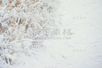 长满了霜冻的香蒲