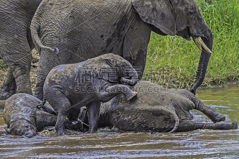 非洲丛林象(Loxodonta africana)，也被称为非洲草原象，坦桑尼亚的塔兰吉尔国家公园